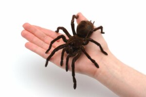 Terrarien für Spinnentiere: Alles, was du wissen musst
