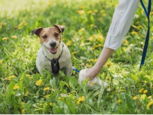 Hundekot: Verschiedene Arten und was sie über die Gesundheit des Tieres aussagen