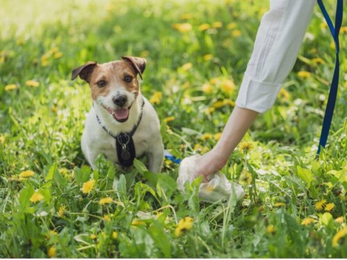 Hundekot: Verschiedene Arten und was sie über die Gesundheit des Tieres aussagen