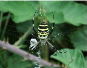Tigerspinne: Lebensraum, Merkmale und Verhalten
