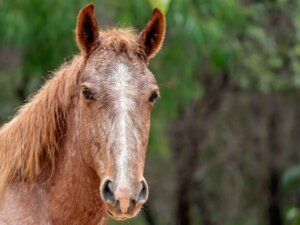 Brumby-Pferde: Lebensraum und Merkmale