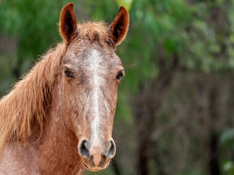 Brumby-Pferde: Lebensraum und Merkmale