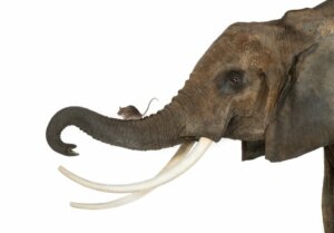 Warum werden die Tiere kleiner? Das sagt die Wissenschaft