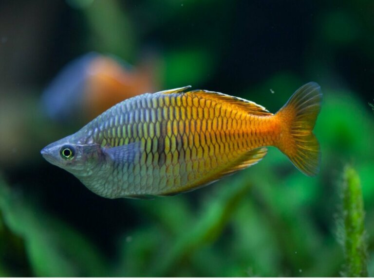 Der Harlekin-Regenbogenfisch: Eigenschaften und Pflege