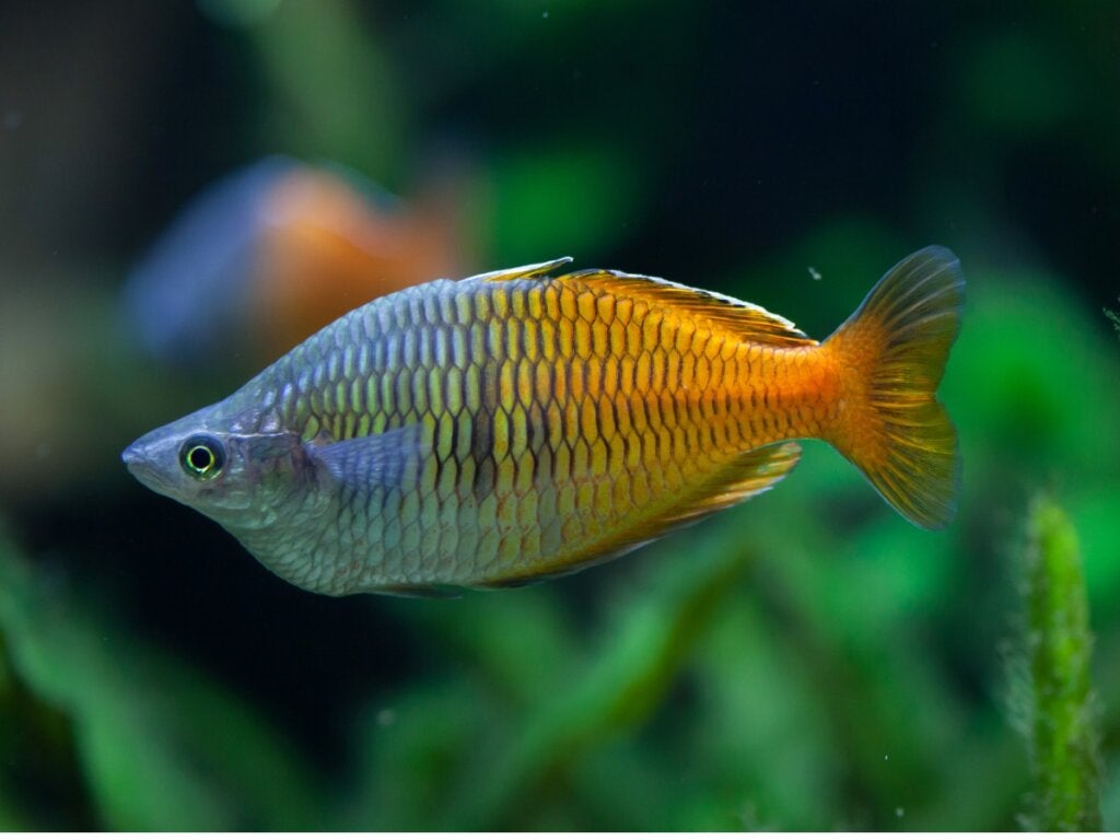Der Harlekin-Regenbogenfisch: Eigenschaften und Pflege