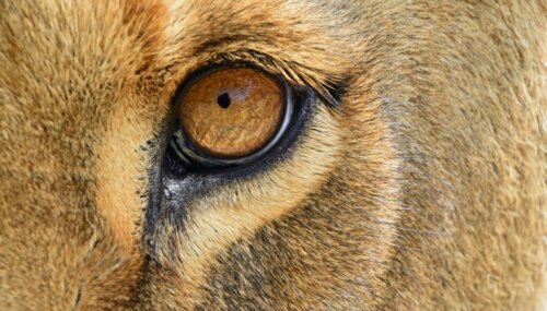 Eine Hündin wurde erfroren auf einem Berggipfel gefunden Deine Tiere