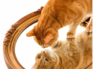 13 orangefarbene Katzenrassen