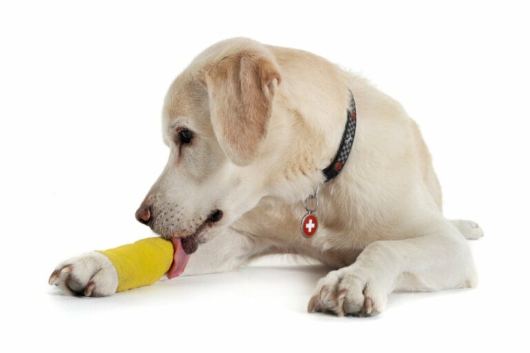 Verstauchungen bei Hunden: Ursachen, Symptome und Behandlung
