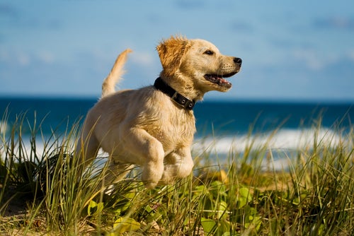 Zahnpflege beim Hund so machst du es richtig! Deine Tiere