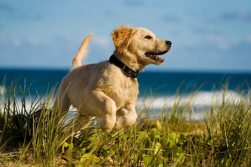 Hundegesundheit: 10 Dinge, die du unbedingt wissen solltest!
