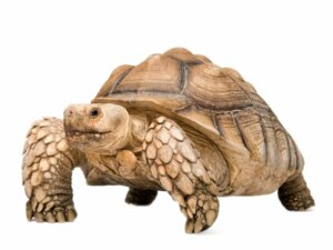 Spornschildkröte: Lebensraum und Merkmale
