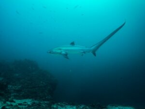 Fuchshai: Lebensraum und Merkmale