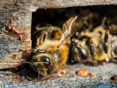 Bienensterben durch die Produktion von Mandelmilch?