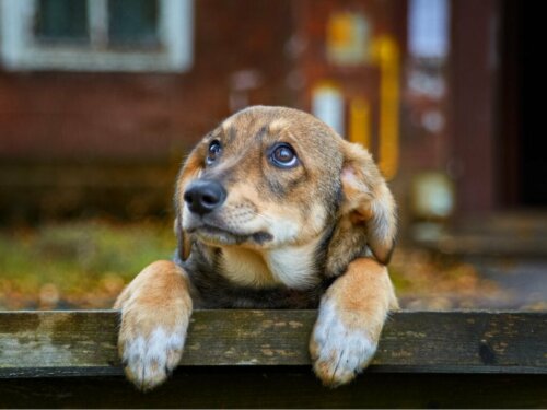 Verlassene Hunde: 70 % der weltweiten Hundepopulation
