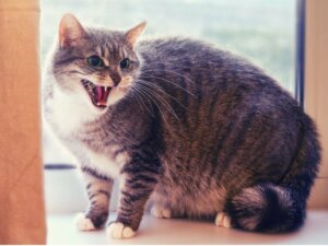 12 Anzeichen dafür, dass deine Katze dich nicht mag