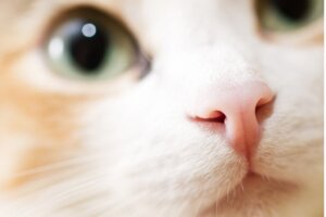 12 Gerüche, die Katzen nicht mögen