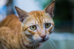 Magersucht bei Katzen: Alles, was du darüber wissen solltest