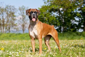 Artgerechte Haltung eines Boxers