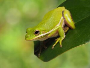 10 Kuriositäten über Frösche