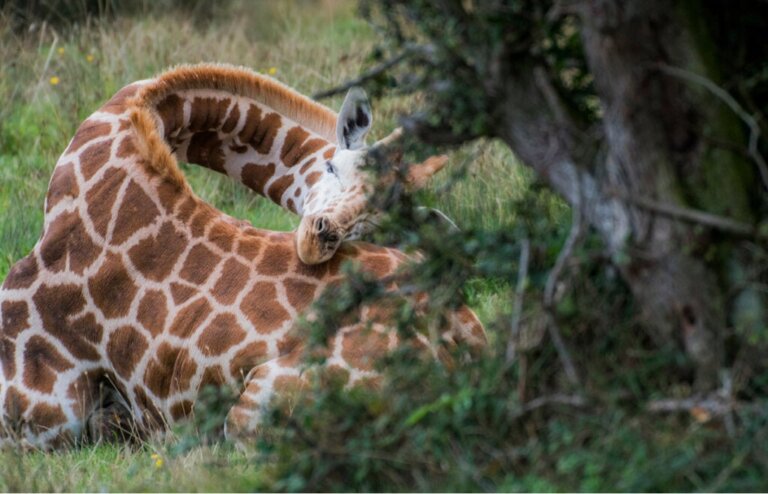 Wie schlafen Giraffen?