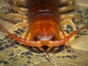 10 Kuriositäten über Hundertfüßer