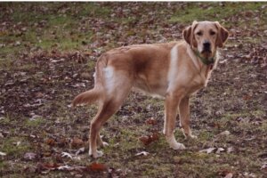 Goldener Labrador: Alles über diese Rasse