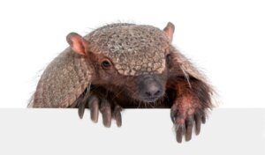 10 Kuriositäten über Gürteltiere