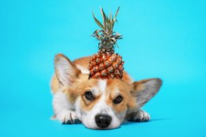 Dürfen Hunde Ananas fressen?