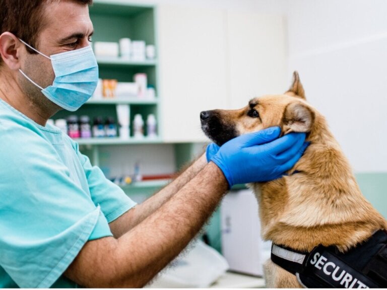 Gesichtslähmung bei Hunden: Symptome, Ursachen und Behandlung