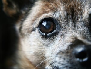 Warum hört mein Hund nicht auf zu weinen?