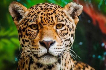 Die 15 gefährlichsten Tiere im Amazonas