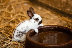 Trinken Kaninchen Wasser?