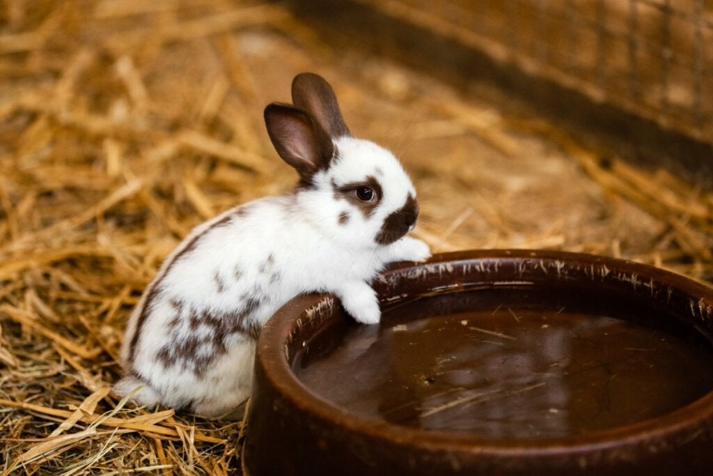 Trinken Kaninchen Wasser?