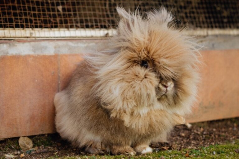 Haarballen in einem Kaninchenmagen: Was ist zu tun?