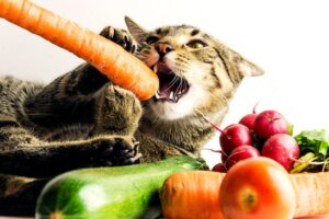 Vegane Ernährung für Haustiere ist unvollständig, sagen Fachleute