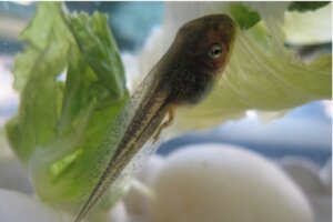 Was fressen Kaulquappen?