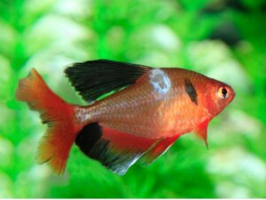 Pilze bei Fischen: Arten, Symptome und Behandlungen