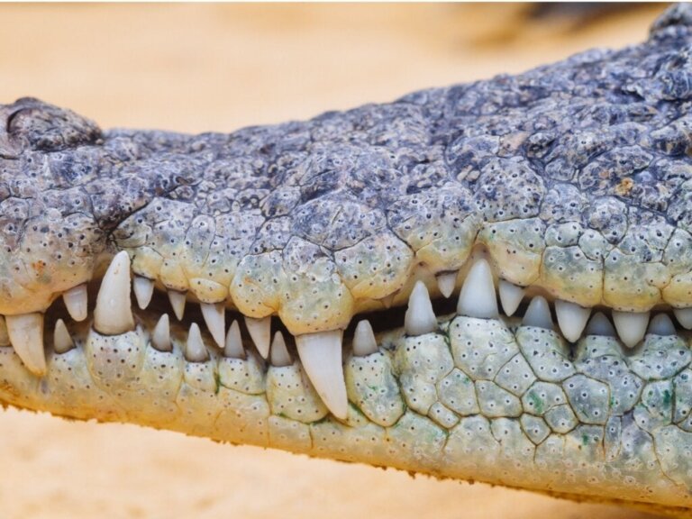 Krokodilzähne: Alles, was du wissen musst!
