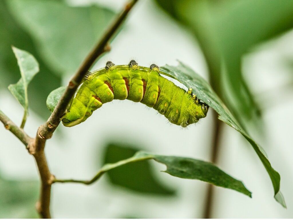 Sind Raupen Würmer?