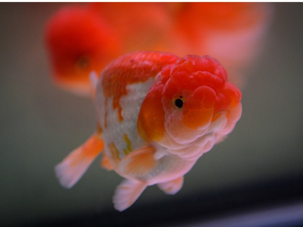 Roter Löwenkopf: Lebensraum, Merkmale und Pflege