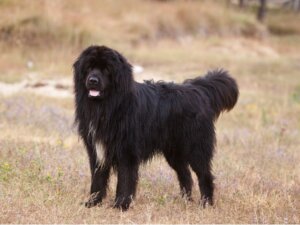 Ein Neufundländer Hund auf dem Boden.