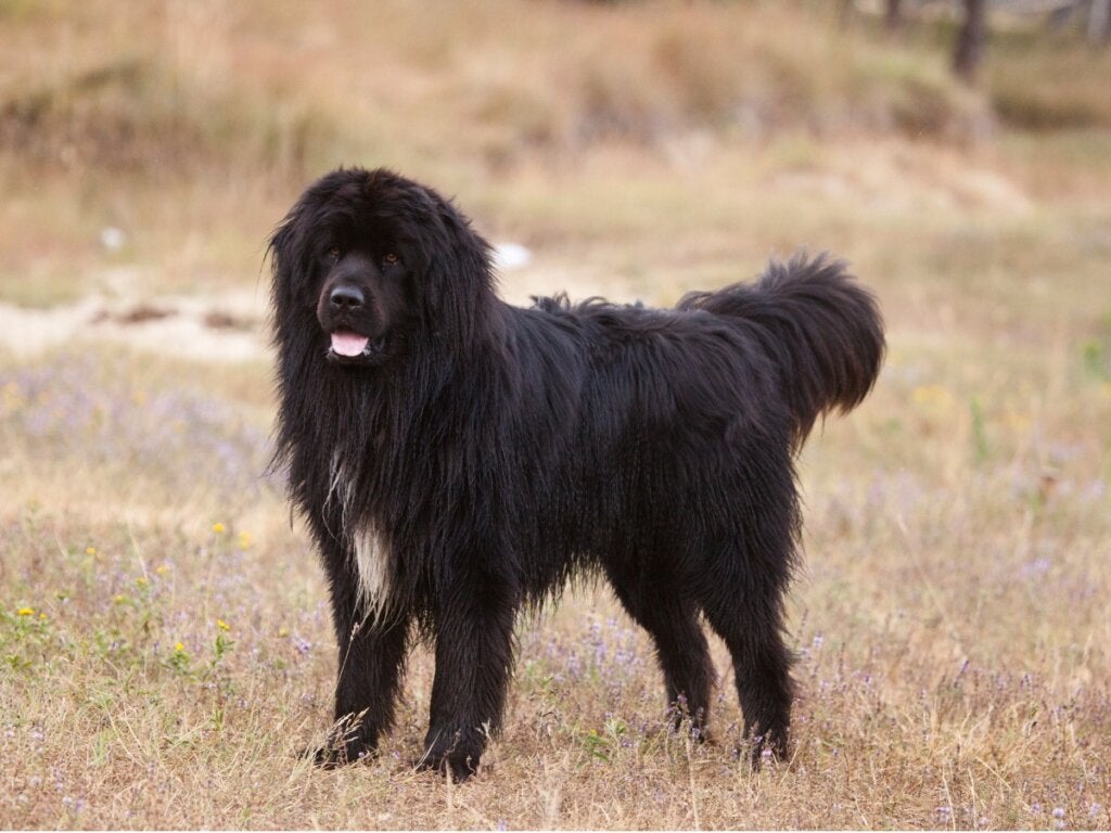 Wie füttere ich meinen Neufundländer am besten?