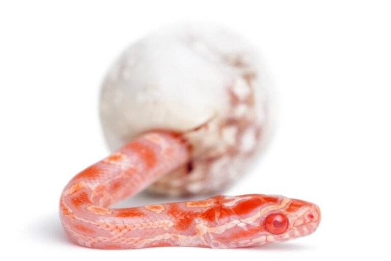 Warum leckt sich deine Hündin ihre Vulva? - Deine Tiere