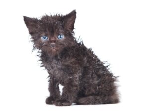 Meine Katze putzt sich nicht - was soll ich tun?