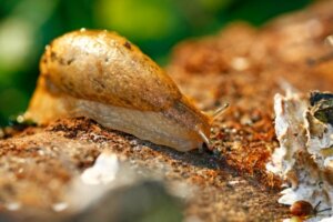 10 Kuriositäten über Schnecken