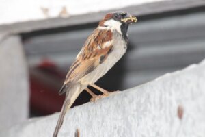 Dürfen Vögel Reis fressen?