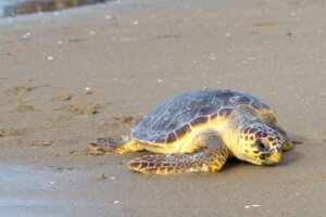 Die außergewöhnliche Reise der Schildkröte Colomera