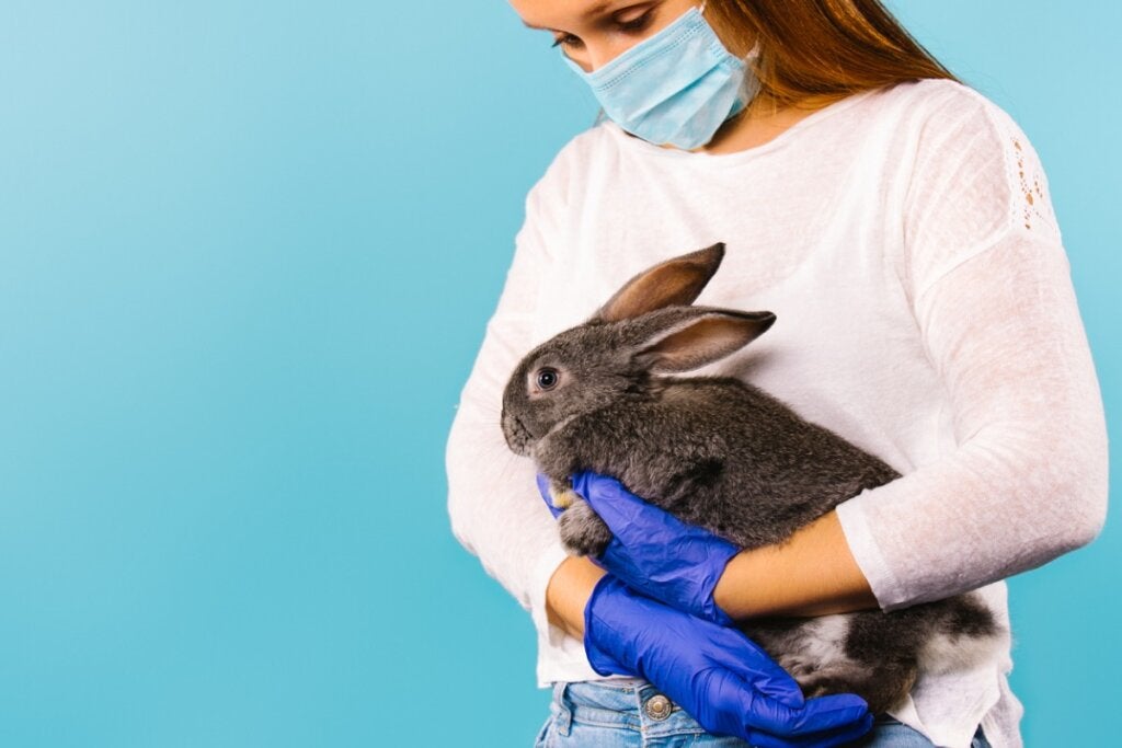 Von Kaninchen übertragene Krankheiten