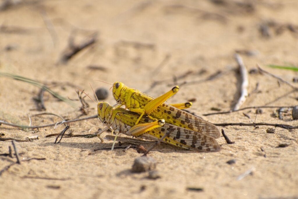 10 Kuriositäten über Heuschrecken