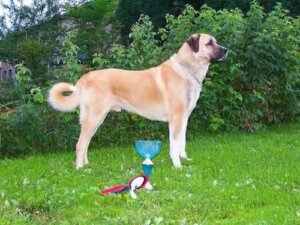 Der Anatolische Hirtenhund aus der Zentraltürkei